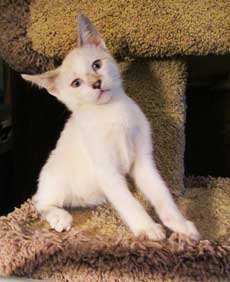 kitten